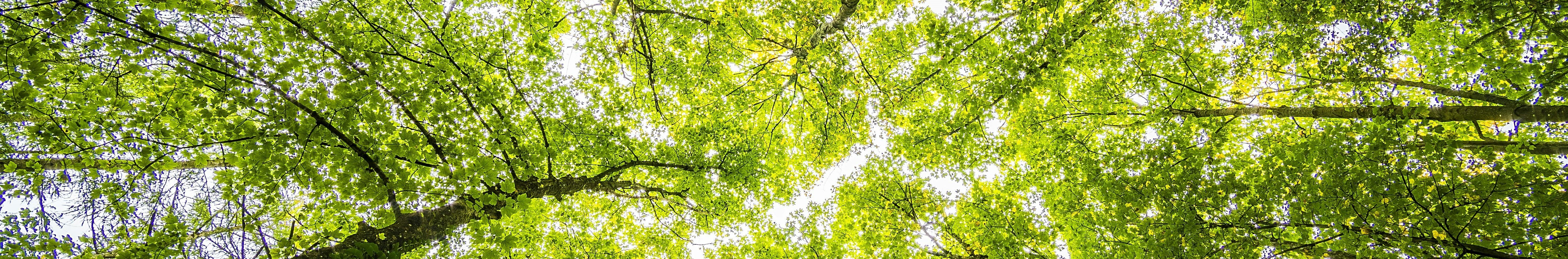 copyright_felix_mittermeier_pexels_schmal