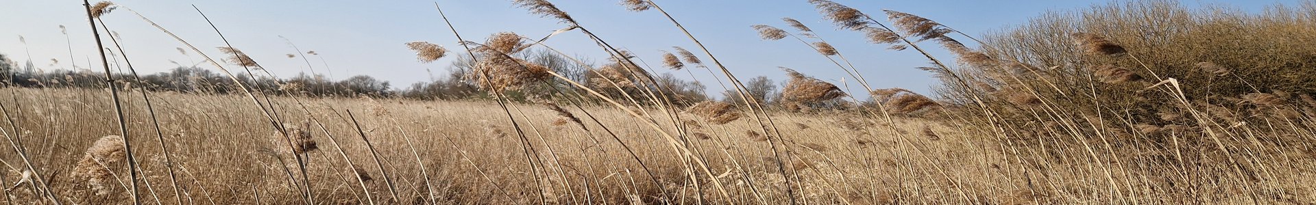 20250322_154938_landschaft_graeser